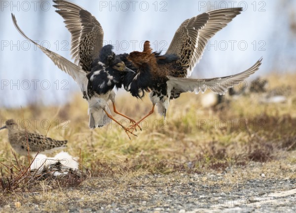 Ruff (Calidris pugnax) two males in breeding plumage at lek, fighting over female, Pokka, Finnish Lapland