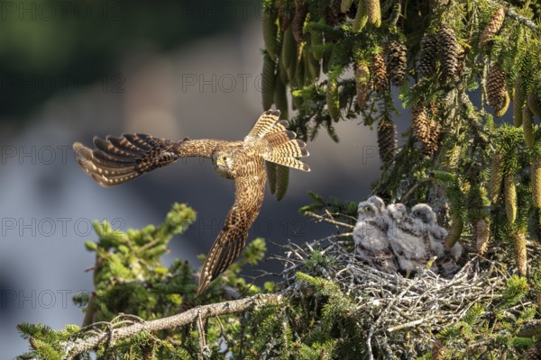 Common kestrel (Falco tinnunculus), young bird not yet able to fly, Vulkaneifel, Rhineland-Palatinate, Germany, Europe