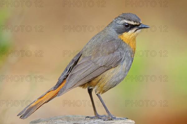 Cossypha caffra, family of flycatchers, Underberg surroundings, Underberg, KwaZulu-Natal, South Africa, Africa