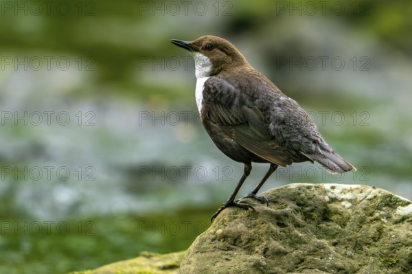 White-throated dipper, Central European dipper (Cinclus cinclus aquaticus) resting on rock in stream, river