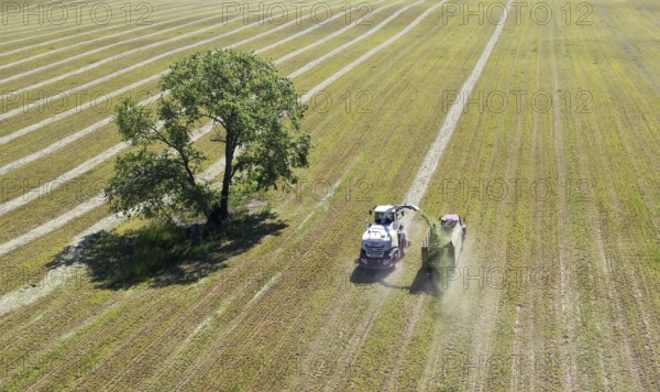 Aerial view of forage harvesting on an organic farm. A forage harvester transports the chopped forage grass into a hillside, Mücheberg, 02/06/2020