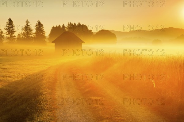 Golden morning light streams through fields of fog and the Rothenthurm high moor, Schwyz, Switzerland, Europe
