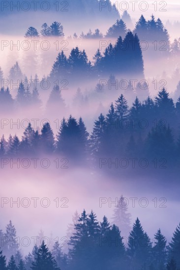 Fog and forest in Oberägeri in the canton of Zug, Switzerland, Europe