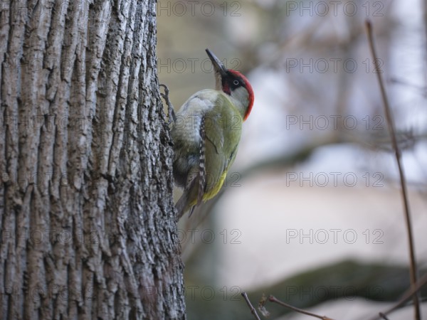 European green woodpecker (Picus viridis) on a tree trunk