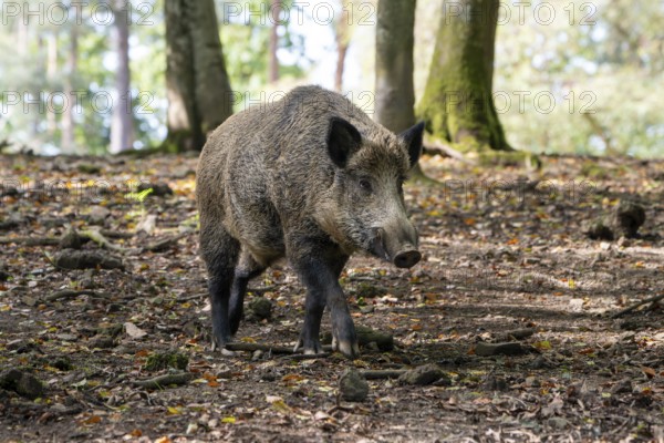 Wild boar (Sus scrofa), boar, Vulkaneifel, Rhineland-Palatinate, Germany, Europe