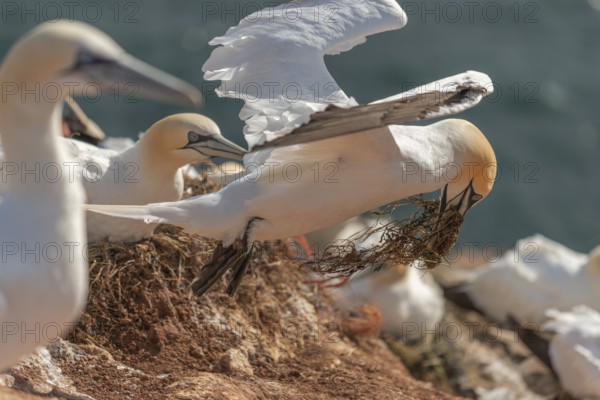 Northern gannet (Morus bassanus), offshore island of Heligoland, North Sea, Pinneberg district, Schleswig-Holstein, Germany, Europe