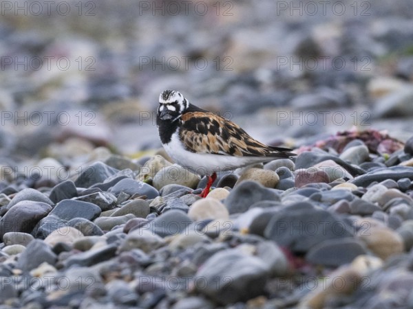 Ruddy Turnstone (Arenaria interpres), adult, summer plumage, resting on the seashore, Varanger, Norway, Europe
