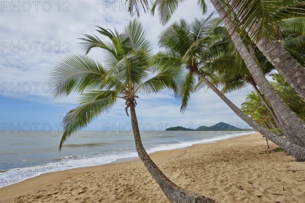 Landscape of Clifton Beach with coconut palms in spring, Queensland Australia