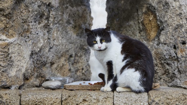 Black and white cat sits in front of a stone wall and looks attentively, next to it a bowl of food, Cats, Rhodes old town, Rhodes town, Rhodes, Dodecanese, Greek Islands, Greece, Europe