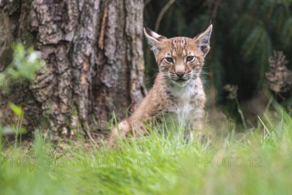 Young lynx (Lynx lynx) in the forest, Haltern, North Rhine-Westphalia, Germany, Europe