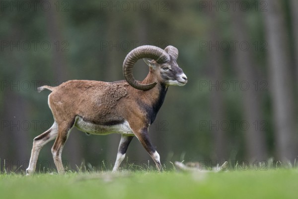 Mouflon (Ovis orientalis), Haltern, North Rhine-Westphalia, Germany, Europe
