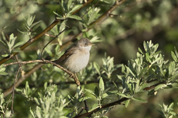 Common whitethroat (Sylvia communis), on a perch, Lake Neusiedl National Park, Burgenland, Seewinkel, Austria, Europe