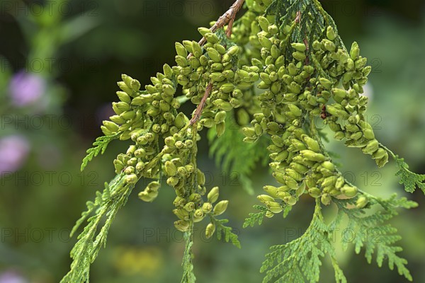 Seed stand on a branch of the arborvitae (Thuja), Bavaria, Germany, Europe