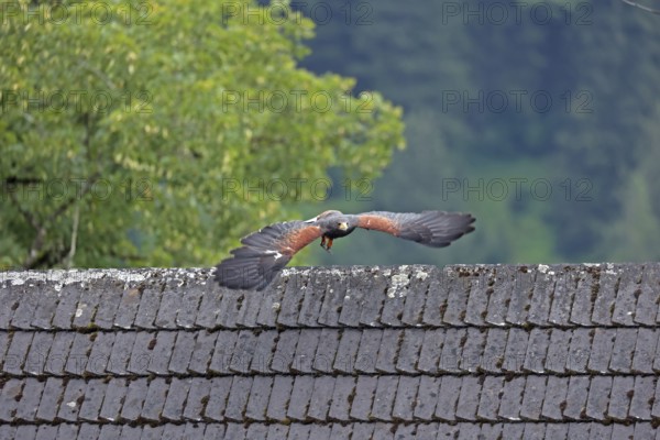 Harris's hawk (Parabuteo unicinctus), Hohenwerfen Castle, Salzburger Land, Austria, falconer, Harris's Hawk, Europe