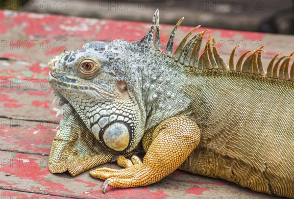 Brown lazy Iguana in Singapore Zoo