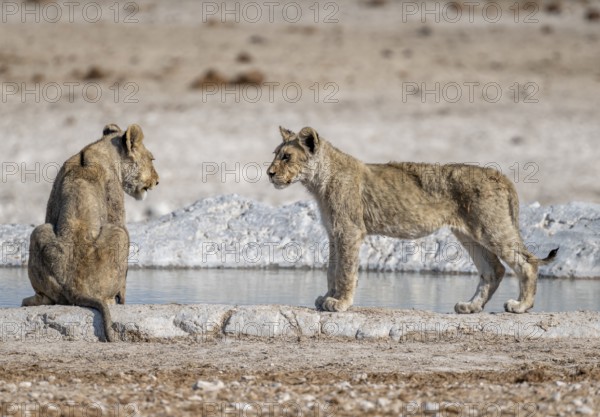 Lions (Panthera leo), two cubs at the waterhole, Nebrowni waterhole, Etosha National Park, Namibia, Africa