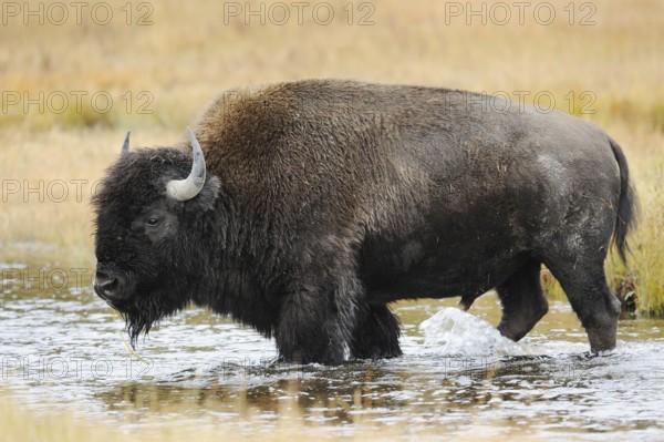 American bison (Bos bison, Bison bison), male, Yellowstone National Park, Wyoming, USA, North America