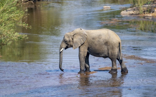 African elephant (Loxodonta africana), crossing a river, Kruger National Park, South Africa, Africa