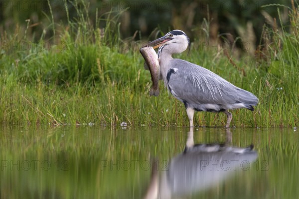 Grey heron (Ardea cinerea) with fish as prey, Aviemore, Scotland, Great Britain