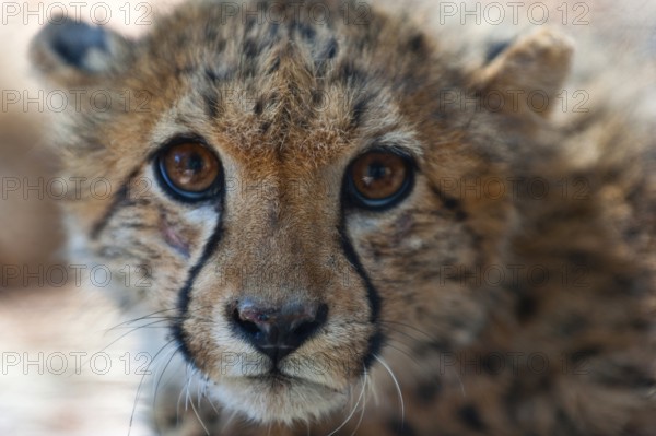 A 6-month-old cheetah (Acinonyx jubatus), young animal, predator, big cat, facial expression, head, head portrait, danger, dangerous, Namibia, Africa
