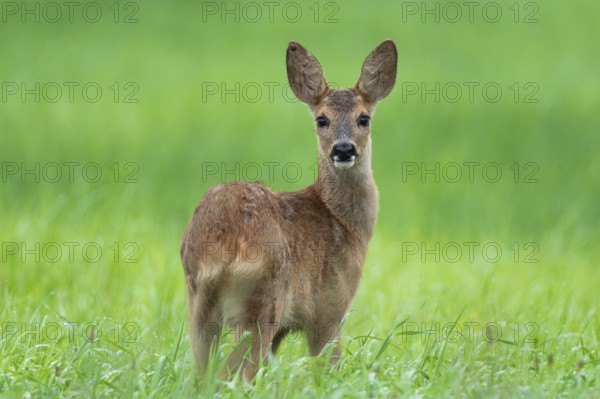 European roe deer (Capreolus capreolus), fawn standing in a meadow and looking attentively, wildlife, Lower Saxony, Germany, Europe