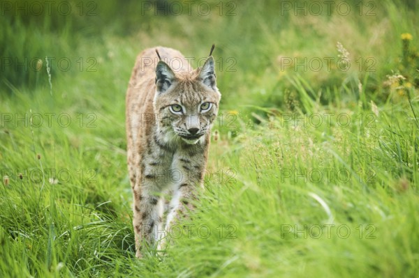 Eurasian lynx (Lynx lynx) walking through the grass, Wildpark Aurach, Kitzbühl, Tirol, Austria, Europe