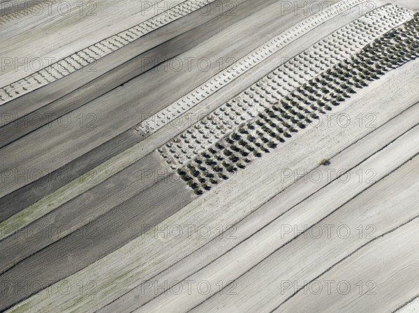 Farmland and cultivated olive trees (Olea europaea) . Aerial view. Drone shot. Granada province, Andalusia, Spain, Europe