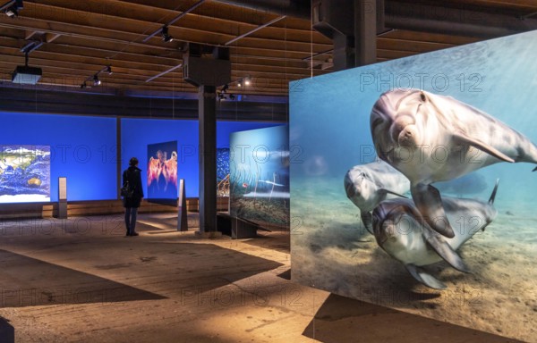 Plante Ozean exhibition in the Gasometer in Oberhausen, the world's oceans in their fragile beauty are the focus of the new exhibition, large-format photos, exhibits including a whale skeleton and an immersive large-scale video and sound installation, The Wave, on a 40 metre high screen measuring over 1000 square metres in total can be seen, Oberhausen, Germany, Europe