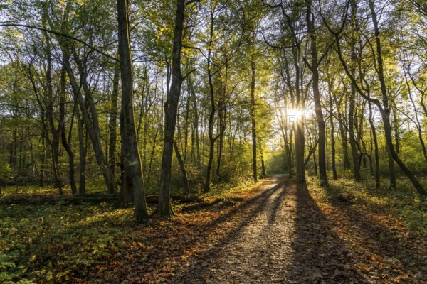 Überanger Mark forest, near Düsseldorf, Part of the forest is a protected forest area that is left to its own devices, no human intervention in nature, natural forest, North Rhine-Westphalia, Germany, Europe
