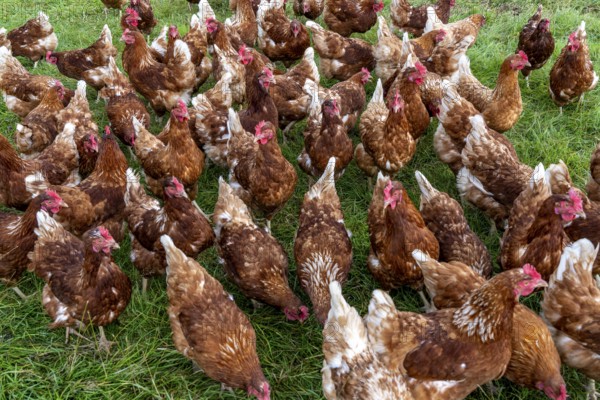 Chickens in a meadow, mobile housing, free-range chickens, free-range eggs, north of Warstein-Allagen, North Rhine-Westphalia, Germany, Europe