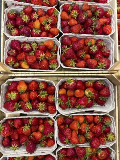 Fresh strawberries (Fragaria) fresh fruit for healthy eating on display from fruit merchants grocers greengrocers retail wholesalers, international
