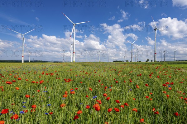 Wind farm, field with flower strips, insect-friendly border of fields with mixed flowers, poppies, north of Marsberg, Hochsauerlandkreis, North Rhine-Westphalia, Germany, Europe