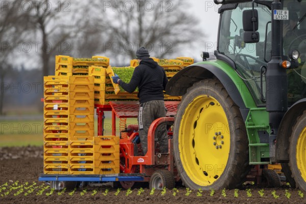 Lettuce plants, in press pots, they are planted in a field with a planting machine, agriculture, spring