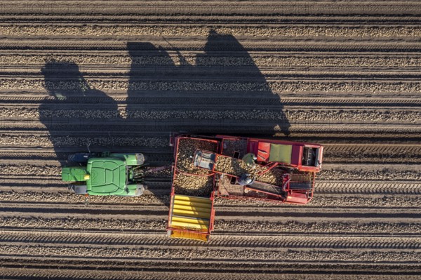 Potato harvesting, so-called split harvesting method, first the tubers are taken out of the ground with a row planter, then, after a short drying phase, collected with a bunker harvester and loaded, North Rhine-Westphalia, Germany, Europe