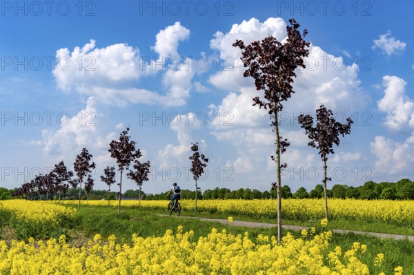 The avenue cycle path between Xanten and Marienbaum, Kalkar, on the Lower Rhine, former railway line, now part of a cycle path network, spring, rape field in bloom, Xanten, North Rhine-Westphalia, Germany, Europe