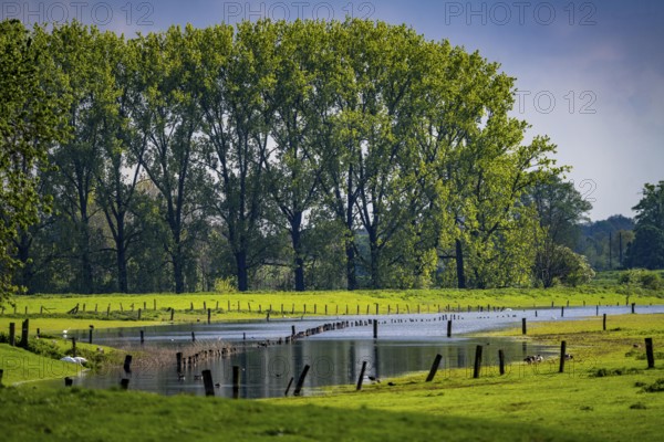 Bislicher Insel, nature reserve on the Lower Rhine near Xanten, formed from old Rhine arms, gravel and quarry ponds, great biodiversity, and near-natural floodplain landscape, North Rhine-Westphalia, Germany, Europe