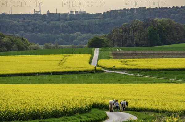 View over Mülheim an der Ruhr, Ickten, rape fields, over the Ruhr heights, to Duisburg-Hüttenheim, steelworks, blast furnaces, coking plant, of the Krupp-Mannesmann steelworks, HKM, North Rhine-Westphalia, Germany, Europe