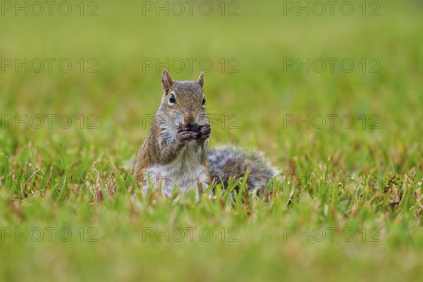 Grey Squirrel (Sciurus carolinensis), on meadow, springtime, Florida, USA, North America