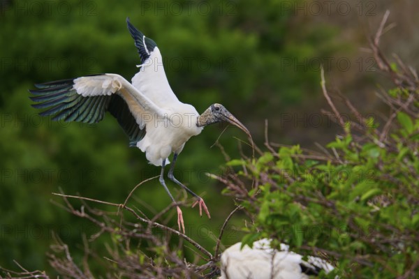 Wood Stork (Mycteria americana), flies through a wooded area holding a stick in its beak, Wakodahatchee Wetlands, Delray Beach, Florida, USA, North America