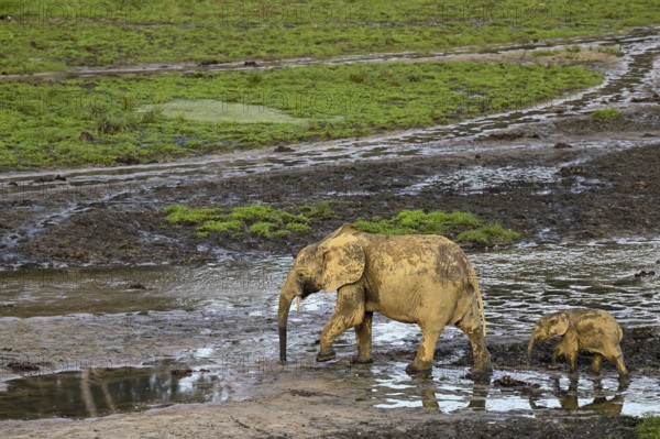 African forest elephants (Loxodonta cyclotis) in the Dzanga Bai forest clearing, Dzanga-Ndoki National Park, Unesco World Heritage Site, Dzanga-Sangha Complex of Protected Areas (DSPAC), Sangha-Mbaéré Prefecture, Central African Republic, Africa