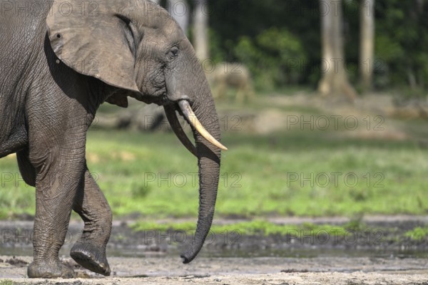 African forest elephant (Loxodonta cyclotis) in the Dzanga Bai forest clearing, Dzanga-Ndoki National Park, Unesco World Heritage Site, Dzanga-Sangha Complex of Protected Areas (DSPAC), Sangha-Mbaéré Prefecture, Central African Republic, Africa