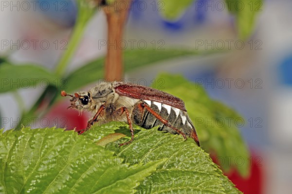 Cockchafer (Melolontha)