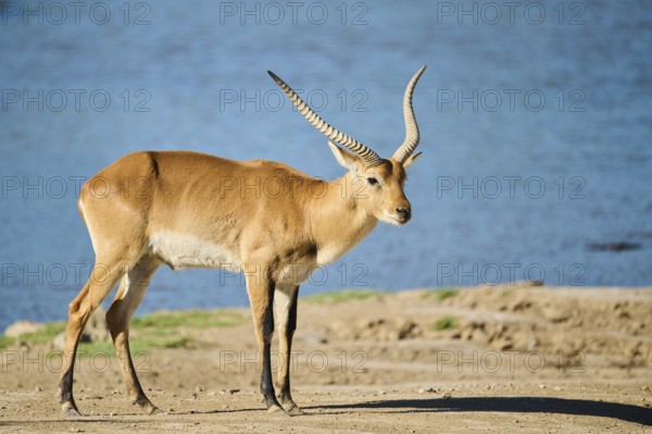 Southern lechwe (Kobus leche) next to a water pond in the dessert, captive, distribution Africa