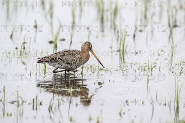 Black-tailed Godwit (Limosa limosa), Lower Saxony, Germany, Europe