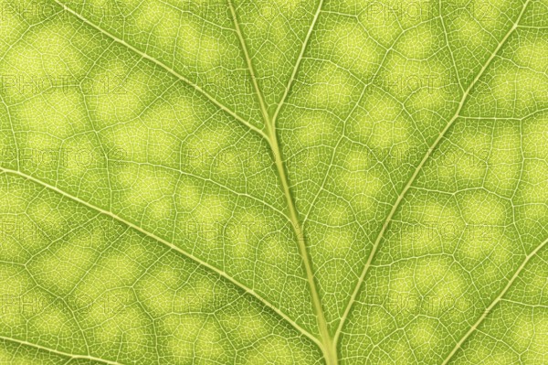 Tulip tree (Liriodendron tulipifera), leaf detail, North Rhine-Westphalia, Germany, Europe