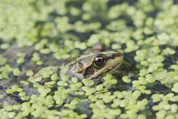 Lake frog (Pelophylax ridibundus, Rana ridibunda), North Rhine-Westphalia, Germany, Europe