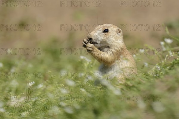 Black-tailed prairie dog (Cynomys ludovicianus), juvenile, captive, occurrence in North America