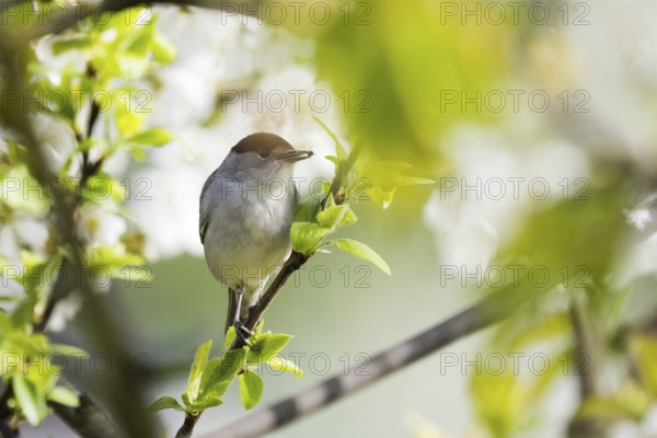 A blackcap (Sylvia atricapilla), male, with a captured spider in its beak, sitting on a branch surrounded by fresh green leaves, Hesse, Germany, Europe