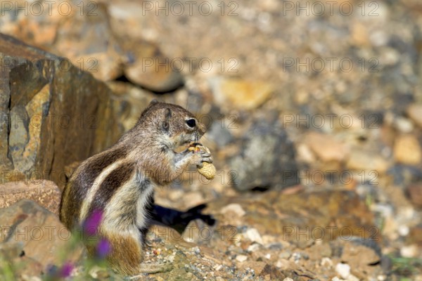 Barbary ground squirrel (Atlantoxerus getulus) or North African bristle squirrel, Fuerteventura, Canary Islands, Spain, Europe