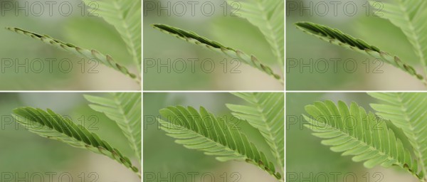 Mimosa or shameful sensory plant (Mimosa pudica), leaves fold up when touched, native to South America